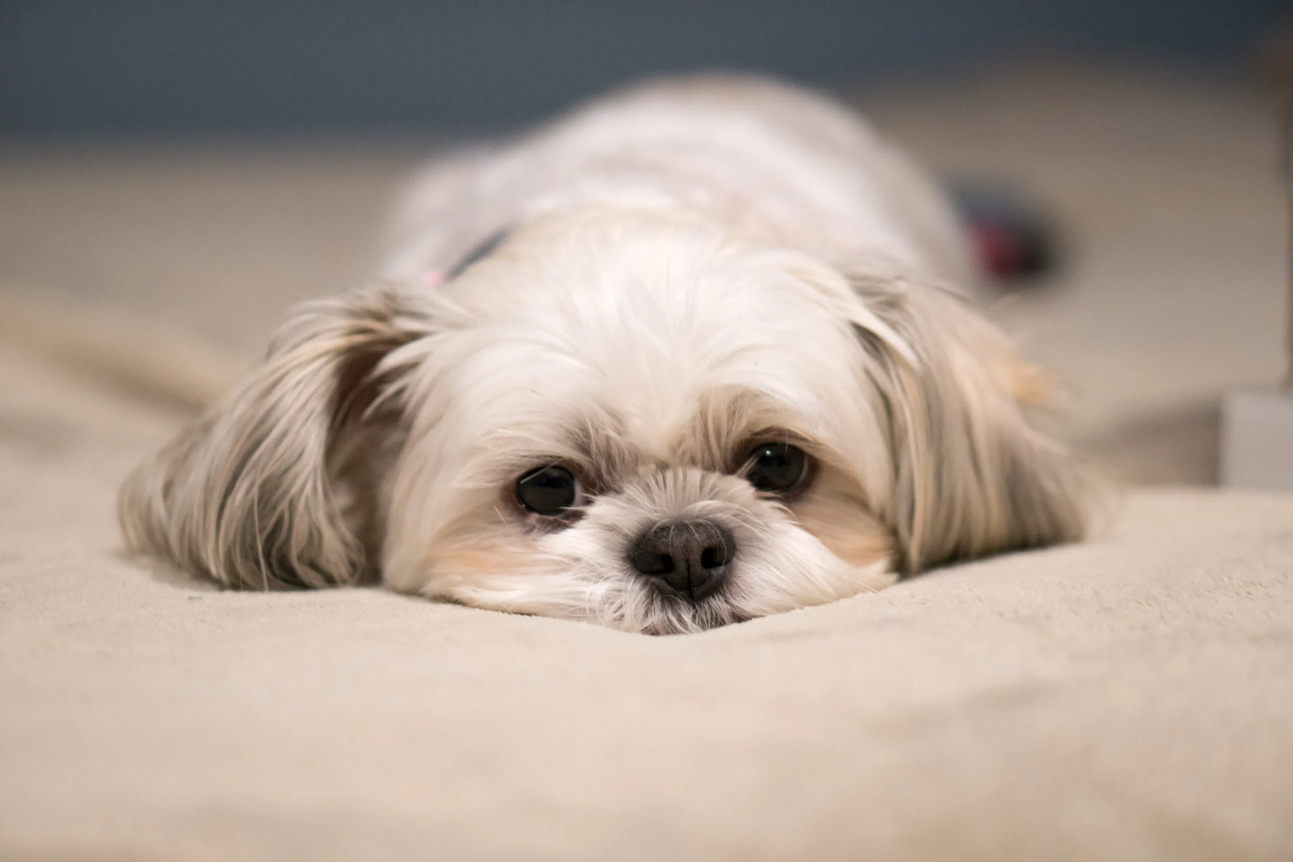 Veterinarian in Middletown Township, NJ Veterinarian in Middletown Township, NJ