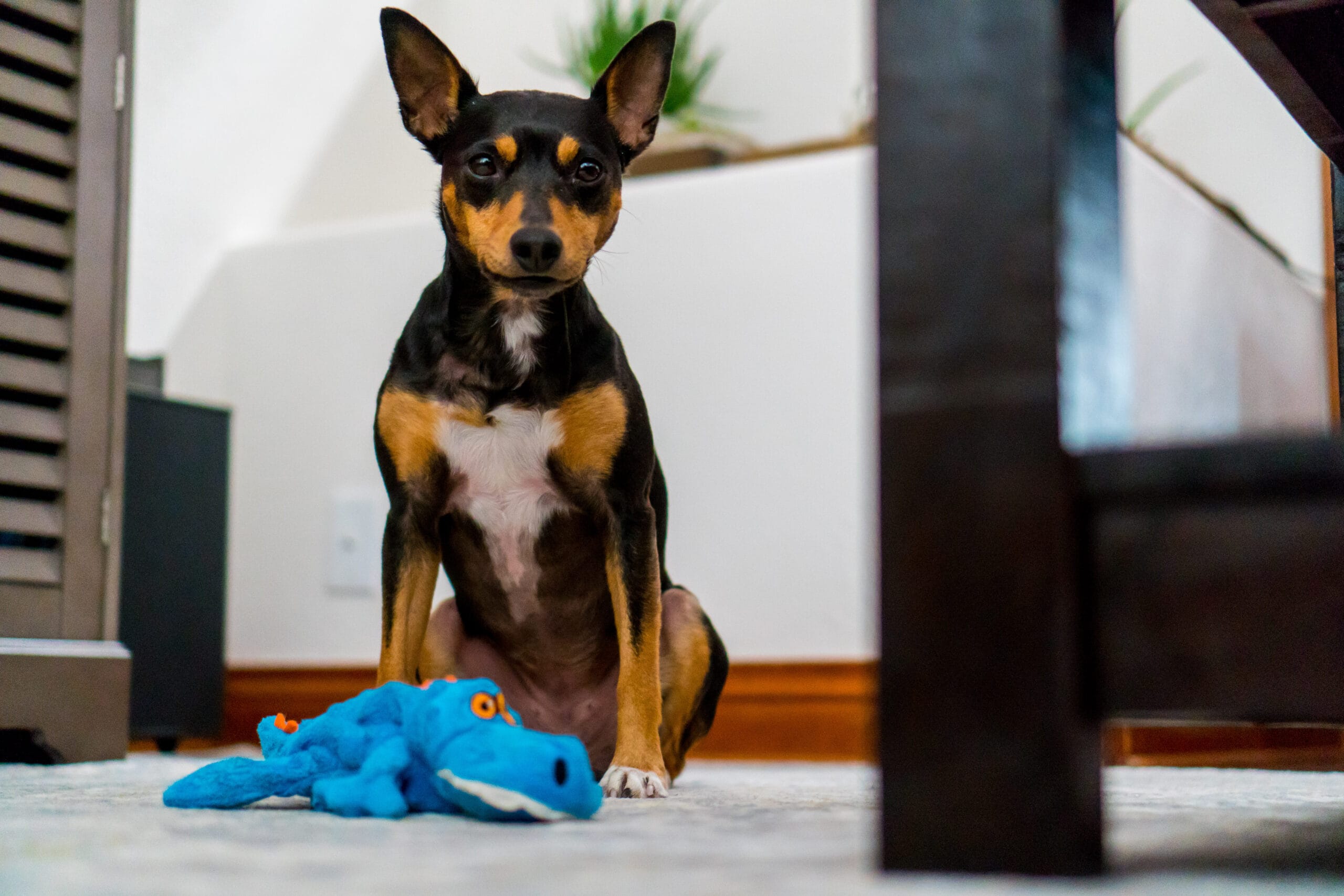 Veterinarian in Middletown Township, NJ Veterinarian in Middletown Township, NJ